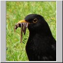 Turdus merula - Amsel m01.jpg